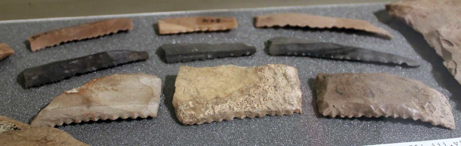 تیغه های استخوانی