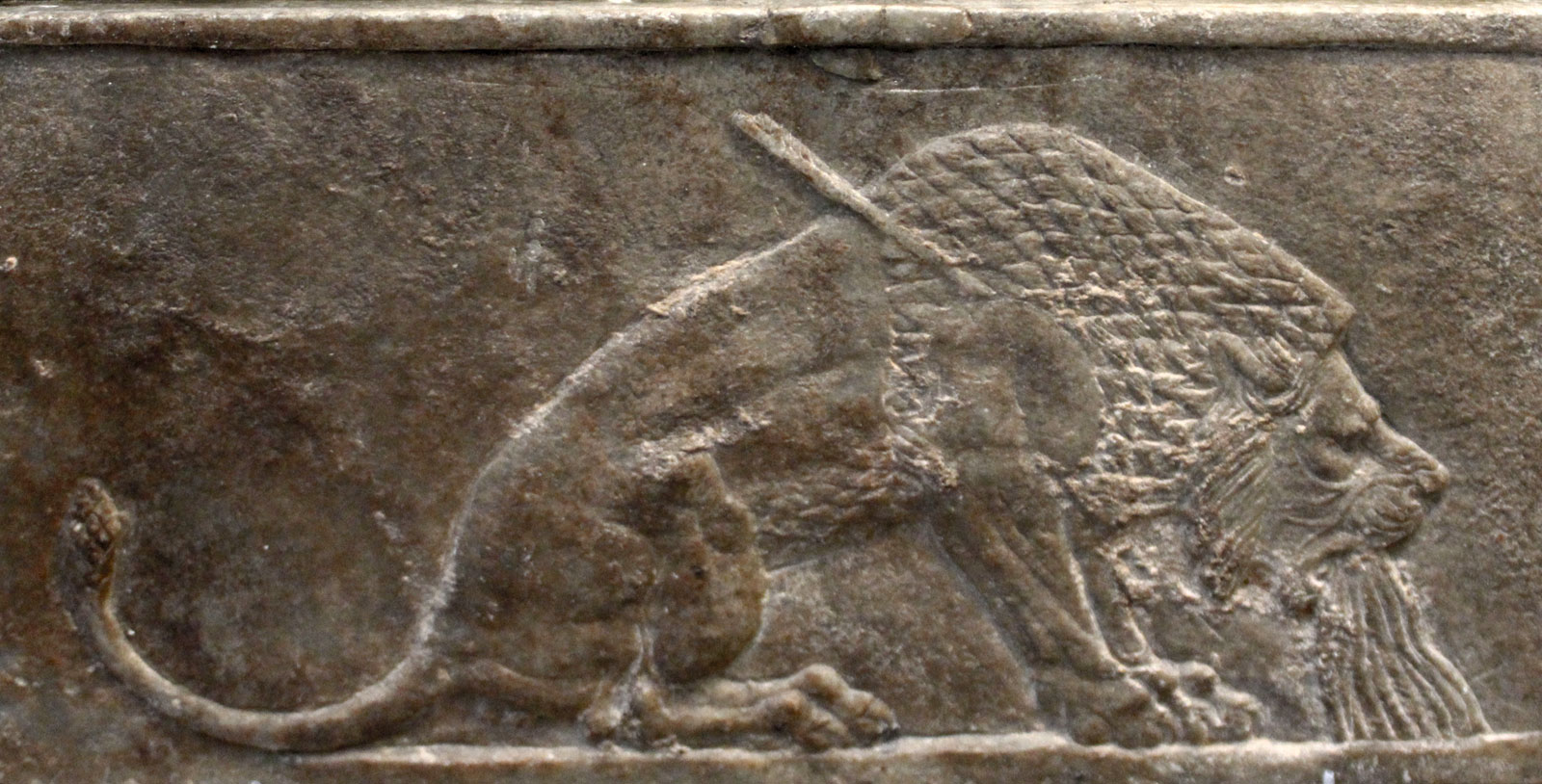 شیر در حال مرگ