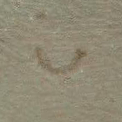 امضای سازندگان